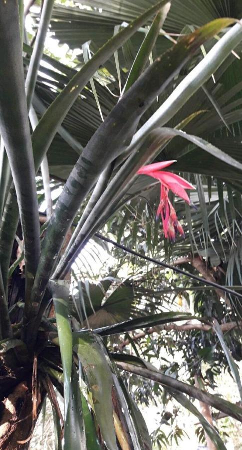 דירות פוארטו איגואסו Jardin De Naipi 3 מראה חיצוני תמונה