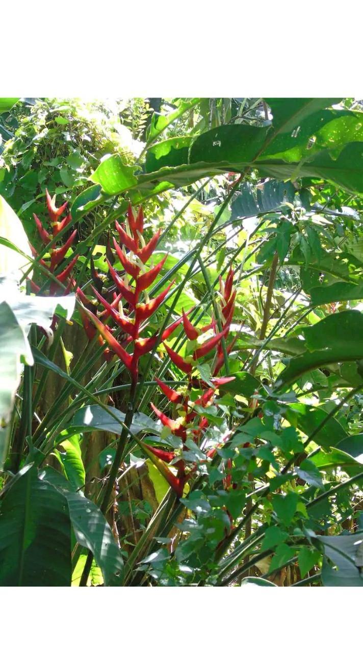 דירות פוארטו איגואסו Jardin De Naipi 3 חדר תמונה